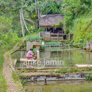 Könnte beinhalten: Eine kleine Hütte mit Strohdach steht neben einer Reihe terrassenförmig angelegter Fischteiche aus Beton in einer grünen Landschaft. Eine Person in einem gemusterten rosa Kleidungsstück hockt auf einer Betonplattform am Wasser.