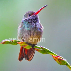 以下が含まれることがあります： 緑色の茎に止まっているハチドリのクローズアップ。赤い嘴、虹色の緑色の羽、茶色の体を持っています。画像には「anke jamin」というテキストが含まれています。