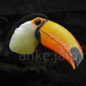Unique bird poster of a Toco toucan