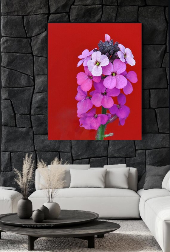 Dame's Rocket Photo, Hesperis Matronalis Botanical Print (digital