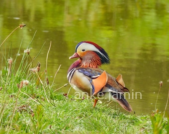 Vivid Mandarin Duck Photo, Colorful Nature Wall Art, Bird Photography Print (Digital Download)