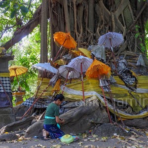 Könnte beinhalten: Eine Person kniet vor einem großen Baum, der mit bunten Schirmen und gelbem Stoff geschmückt ist. Die Szene spielt sich im Freien ab, mit üppigem Grün im Hintergrund. Die Schirme sind in Orange-, Weiß- und Gelbtönen gehalten.
