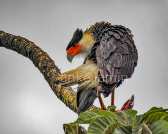 Crested Caracara Bird Wall Art, natuurfotografieprint (digitale download)