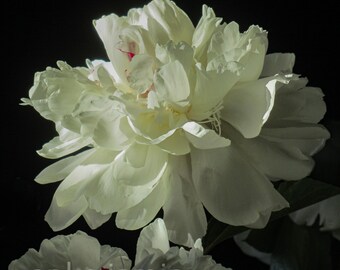 Elegant White Peony Flower Print, Botanical Wall Art for Home Decor (Digital Download)