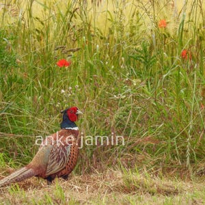 Peut inclure: Un faisan de Colchide mâle avec des plumes de cou bleu foncé irisé, une face rouge vif et un plumage brun à motifs, debout dans un champ d'herbes hautes et de coquelicots rouges. Le texte anke jamin est visible sur l'image.