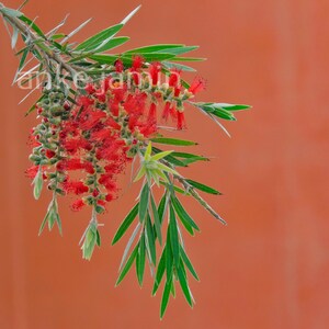 Pode incluir: Um close-up de um ramo de planta florida com vibrantes flores vermelhas de escova e folhas verdes com bordas brancas. O fundo é de cor laranja-vermelho sólido. O texto "ankejamu" é visível no ramo.