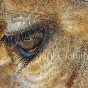 May include: Close-up of a giraffe's eye, showcasing detailed eyelashes and a reflective iris. The fur around the eye is a mix of brown and tan, with a textured appearance. The image includes the text "anke jamin".