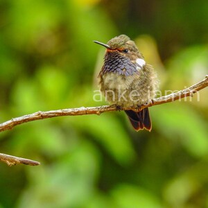 May include: A small hummingbird perched on a thin brown branch against a blurred green background. The bird has brown and gray feathers, a dark beak, and a white patch on its side. The text "anke jamin" is visible on the branch.