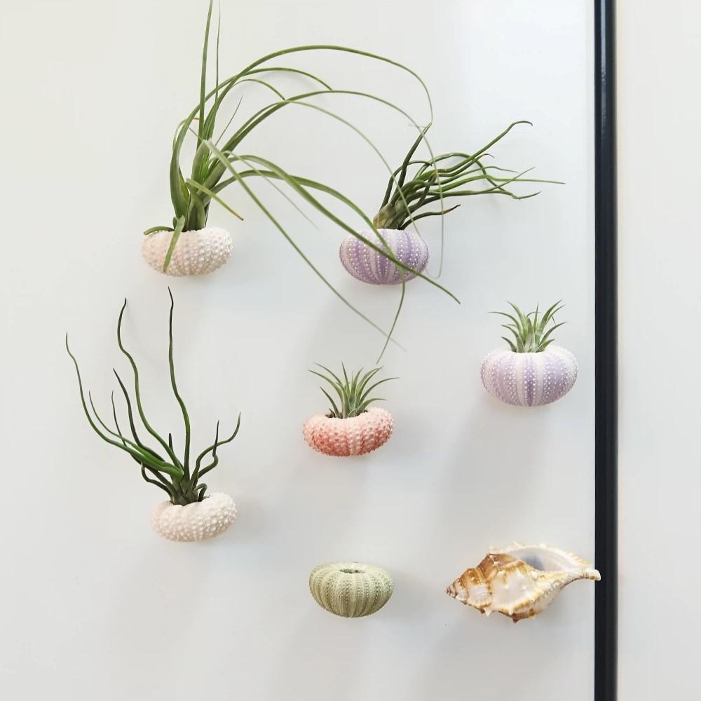 Creative Sea Urchin Shell Fridge Magnets – Unique Ocean-Inspired Decorative Magnets for Kitchen, Refrigerator, and Office