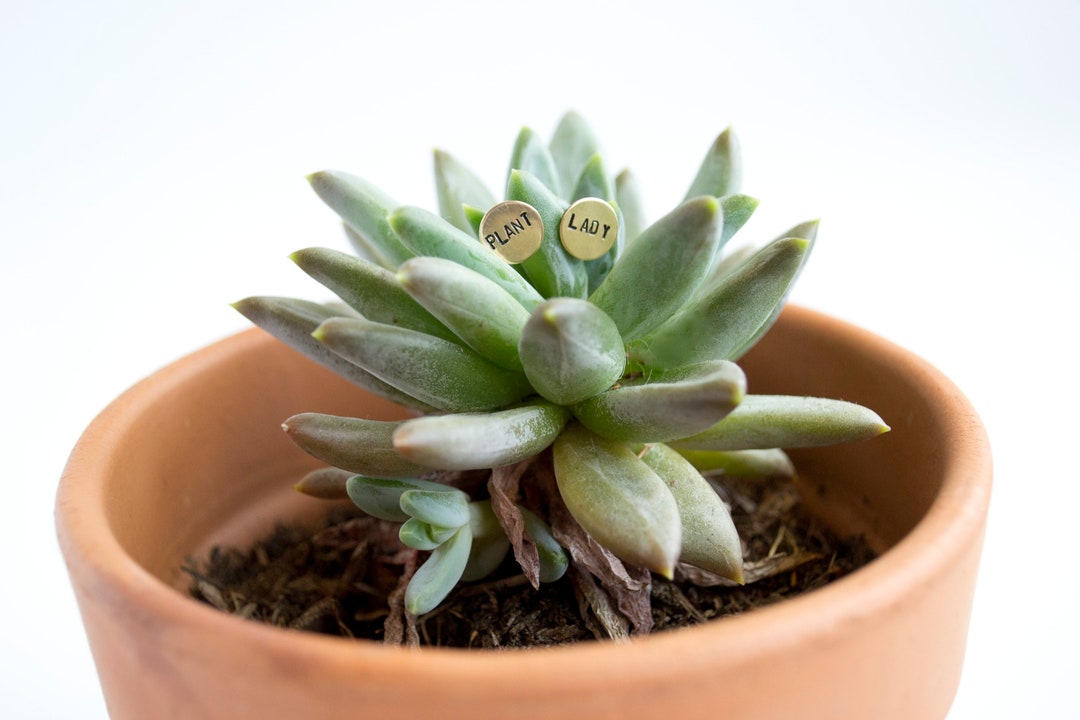 Plant Mom Earrings, Hearts main image 1