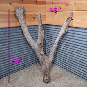May include: A large, weathered piece of driftwood with a Y-shaped structure, featuring a textured, light gray surface. Pink measurement lines indicate a height of 34 inches and a width of 25 inches, clearly marked on the image.