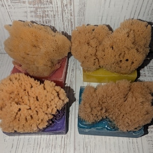 Sea Sponge Soap! Choice of Scent