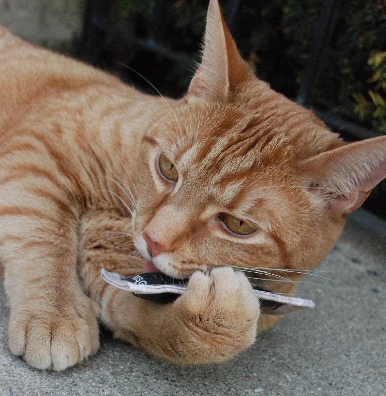 Chinese Takeout Asian Sauce Packets Catnip Cat Toy Set Cat Etsy