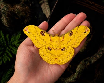 Yellow Silk Moth Specimen, Loepa Katinka, Real Golden Moth, Insect Supplies Art, Natural Decor, Butterfly Gift for Her Him, Science Decor
