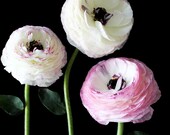 Three Ranunculus