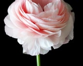 Light Pink Ranunculus