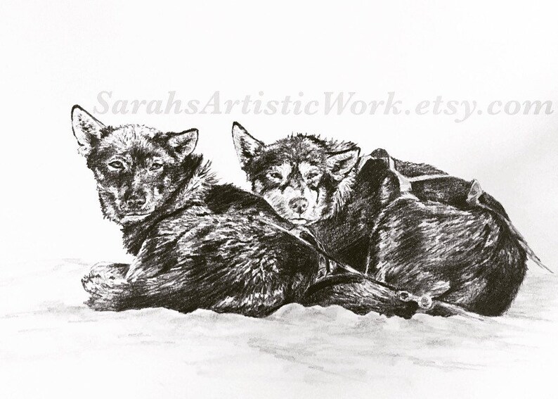 Sleddog Dogsled Art Brothers Love Graphite Print