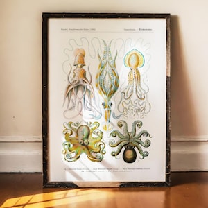 Peut inclure: Impression encadrée vintage présentant des illustrations détaillées de diverses espèces de calmars et de pieuvres. L'œuvre présente des couleurs vives et des détails anatomiques complexes.