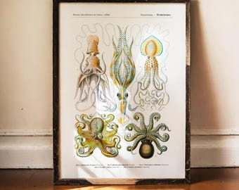Ernst Haeckel Octopus Print, Kunstformen der Natur, Vintage Marine Biology Art, Five Cephalopods Poster Antique Science Decor Ocean Wall Art