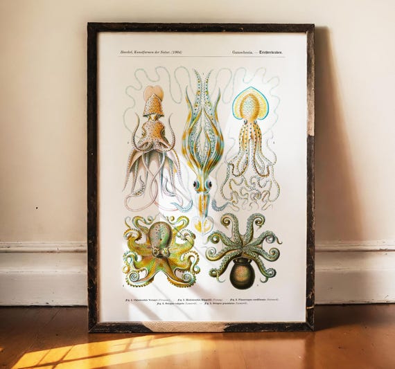Ernst Haeckel Octopus Print, Kunstformen der Natur, Vintage Marine Biology Art, Five Cephalopods Poster Antique Science Decor Ocean Wall Art