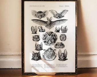 Ernst Haeckel Bat Print, Chiroptera Art, Vintage Bat Poster, Antique Science Decor, Gothic Wall Art, Dark Academia, Natural History