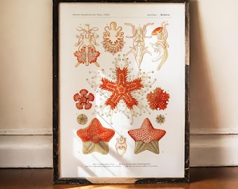 Ernst Haeckel Starfish Print, Asteridea Art, Vintage Marine Biology Poster, Antique Science Decor, Echinoderm Art, Ocean Wall Art