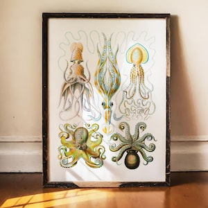 May include: A framed vintage print featuring detailed illustrations of various squid and octopus species. The artwork showcases a range of colors, including yellow, blue, and green, with intricate line work. The frame is dark brown, adding a classic touch to the marine-themed art.