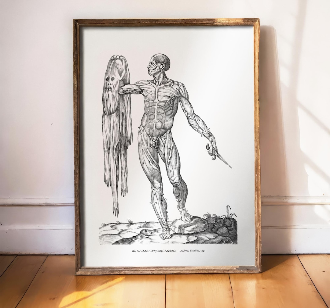 Andreas Vesalius Print, the Flayed Man, Flayed Holding Skin, Human ...