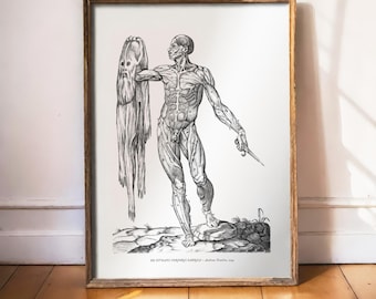 Andreas Vesalius-tryck, Den flådda mannen, flådd hållande hud, mänsklig anatomisk konst, muskelstruktur, renässansgravyr, mörk akademi 1543