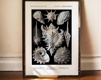 Ernst Haeckel Seashell Print, Prosobranchia Art, Vintage Murex Poster, Antique Science Decor, Dark Academia, Nautical Wall Decor