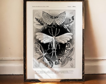 Ernst Haeckel Moth Print, Tineida Art, Vintage Lepidoptera Poster, Antique Science Decor, Dark Academia, Natural History