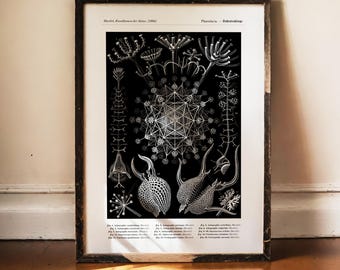 Ernst Haeckel Radiolaria, Phaeodaria Print, Vintage Dark Academia Poster, Antique Science Decor, Botanical Gothic Wall Art, Ocean Art