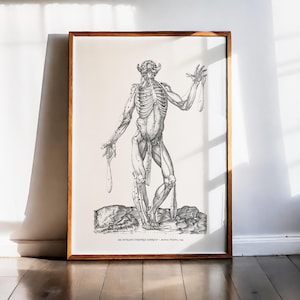 Andreas Vesalius-tryck, muskelstudie av rygganatomi, dramatisk pose, människokroppskonst, konsttryck, renässansvetenskaplig medicinsk dekor 1543
