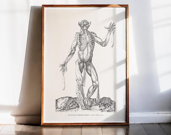 Andreas Vesalius-tryck, muskelstudie av rygganatomi, dramatisk pose, människokroppskonst, konsttryck, renässansvetenskaplig medicinsk dekor 1543
