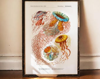 Ernst Haeckel Jellyfish Print, Discomedusae Art, Vintage Marine Biology Poster, Antique Science Decor, Ocean Wall Art, Light Academia