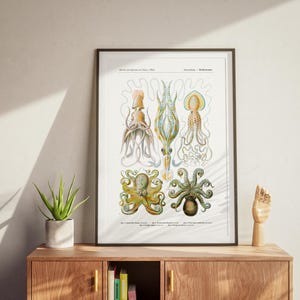 May include: Framed vintage print featuring detailed illustrations of various octopus species. The artwork showcases a variety of colors, including yellow, green, and cream, with scientific labels. The print is displayed on a wooden cabinet.