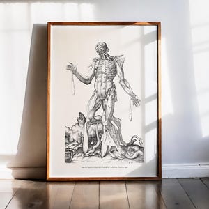 Andreas Vesalius Druckgrafik Menschliches Muskelsystem Frontale Anatomie Gehäutete Studie Medizinische Wandkunst Vintage Wissenschaftstafel Biologische Illustration 1543