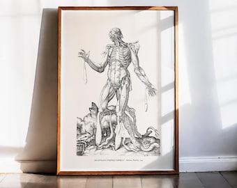Andreas Vesalius Tryck Mänskligt Muskelsystem Frontal Anatomi Flayed Studie Medicinsk Väggkonst Vintage Vetenskaplig Tallrik Biologisk Illustration 1543