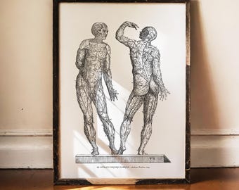 Andreas Vesalius-tryck, Kärlsystemet, Vener och artärer, Cirkulationsnätverket, Mänsklig biologisk konst, Medicinsk illustration, Vetenskaplig dekor, 1543
