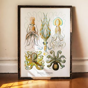 May include: A framed vintage print featuring detailed illustrations of various squid and octopus species in shades of yellow, blue, and green. The artwork is set against a white background, with the scientific name "Gamochonia - Trichterkraken" at the bottom.