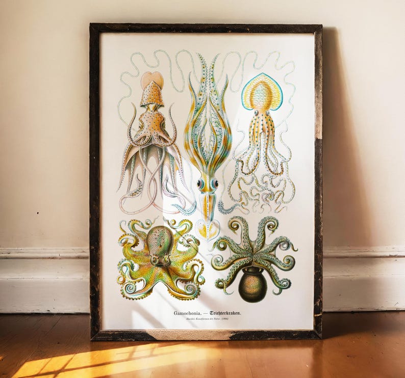 May include: A framed vintage print featuring detailed illustrations of various squid and octopus species in shades of yellow, blue, and green. The artwork is set against a white background, with the scientific name "Gamochonia - Trichterkraken" at the bottom.