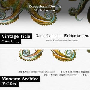 May include: A vintage print featuring detailed illustrations of octopus tentacles in shades of yellow, green, and brown. The print includes text in English and German, with the title "Gamochonia - Trichterkraken" and the phrase "Exceptional Details".