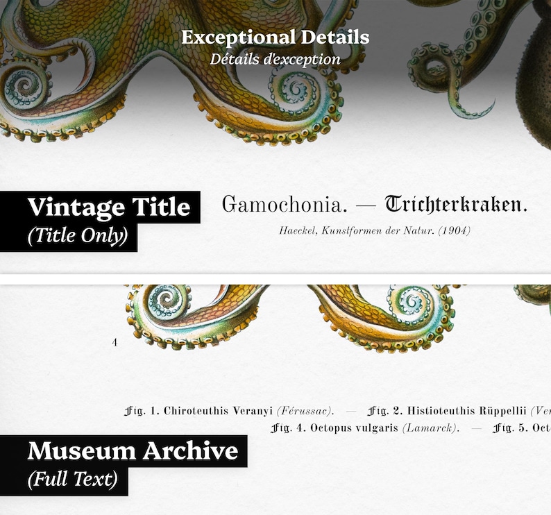 May include: A vintage print featuring detailed illustrations of octopus tentacles in shades of yellow, green, and brown. The print includes text in English and German, with the title "Gamochonia - Trichterkraken" and the phrase "Exceptional Details".
