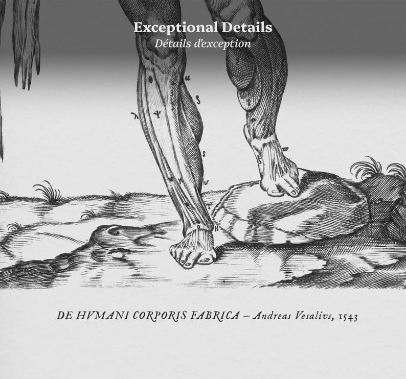 Andreas Vesalius Print, the Flayed Man, Flayed Holding Skin, Human ...
