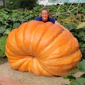 1482 Pound Giant Pumpkin Seed - &quot;Snoop Gourd&quot; - 1 seed