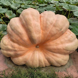 1281 Pound Giant Pumpkin Seeds - &quot;Andre the Giant&quot; - 3 seeds