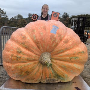 1593.5 Pound Giant Pumpkin Seeds - &quot;Martha Stewart&quot; - 2 seeds