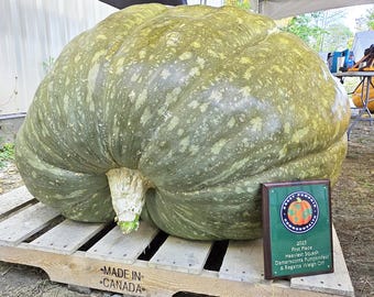 511 Pound Giant Green Squash Seeds - "Shrek" - 3 seeds