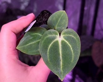 Seed Grown Anthurium Black Sweet X Fort Sherman Starter Plant (ALL