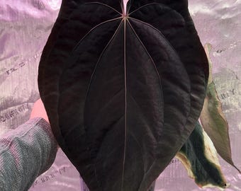 Seed Grown Anthurium Black Sweet X Fort Sherman Starter Plant (ALL